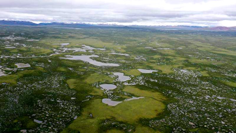 麥地卡濕地。