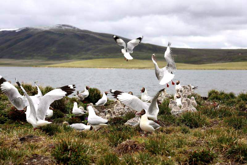 棲息的候鳥。