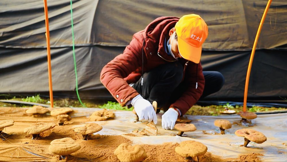 采收靈芝孢子粉。
