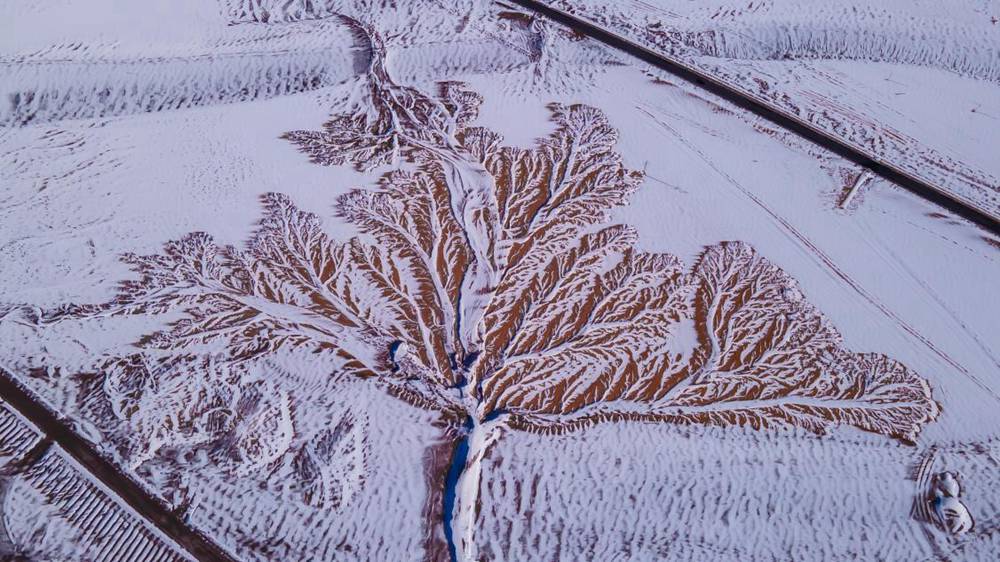 雪中“大樹(shù)”。邊巴多吉攝