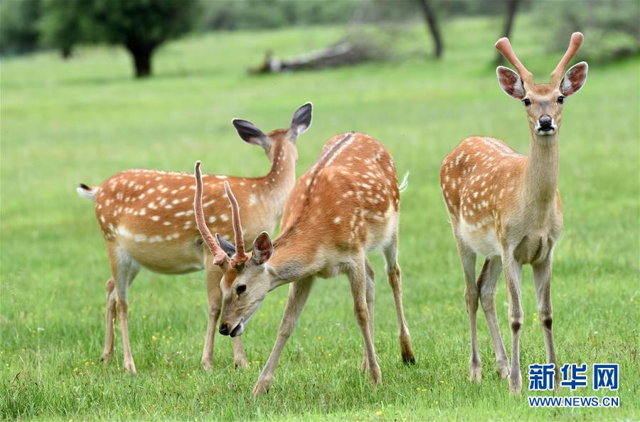 (圖文互動(dòng))(3)中國(guó)西北角:有個(gè)村子叫神座