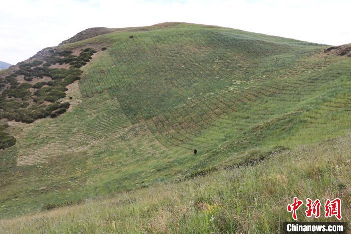 四川省阿壩州若爾蓋縣草原沙化治理后。若爾蓋縣林業(yè)和草原局供圖