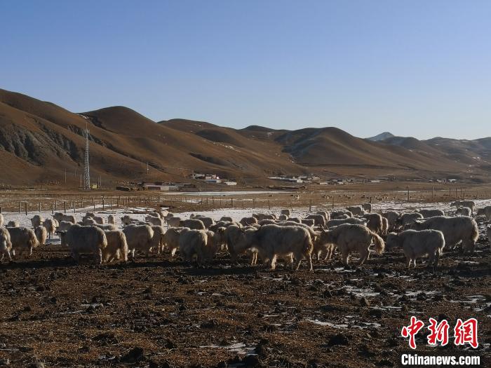 圖為甘肅天祝白牦牛。(資料圖) 南如卓瑪 攝