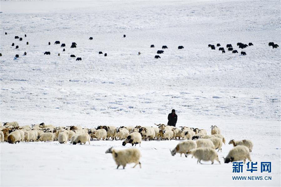 (圖文互動(dòng))(3)備足糧草好過(guò)冬——青海稱多縣采訪見(jiàn)聞