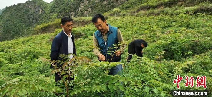 圖為張金利調(diào)研適合阿拉村種植的農(nóng)作物，經(jīng)過不斷改良技術后，產(chǎn)量大大提高。(資料圖)甘肅省水利廳供圖