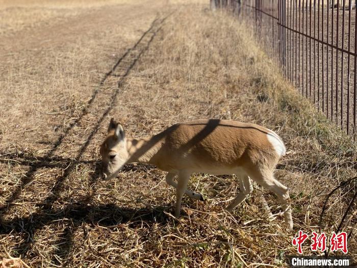 圖為普氏原羚?！±罱瓕?攝