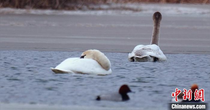 圖為疣鼻天鵝水面休憩。　青海國家公園觀鳥協(xié)會(huì)供圖 攝