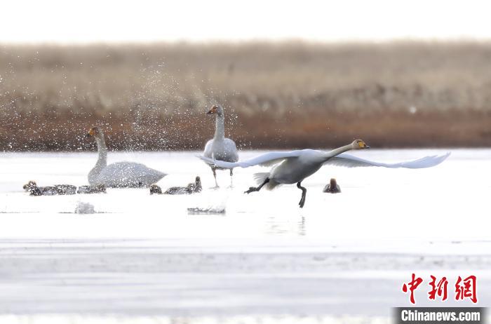 四川省阿壩州若爾蓋縣麥溪鄉(xiāng)的大天鵝?！“苍?攝