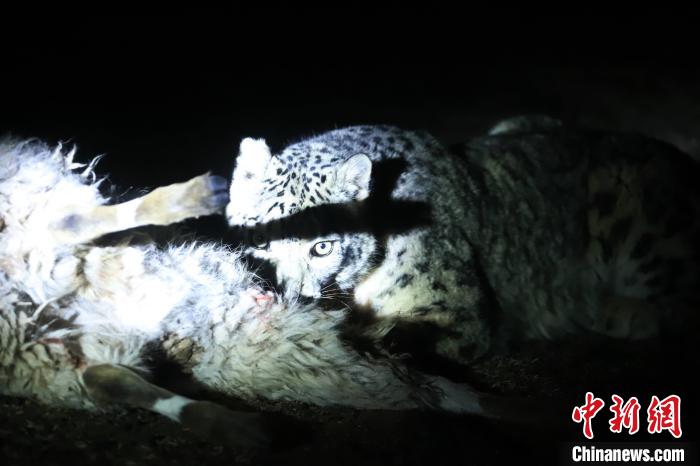 長(zhǎng)江源、瀾滄江源啟動(dòng)旗艦物種雪豹及棲息地保護(hù)項(xiàng)目