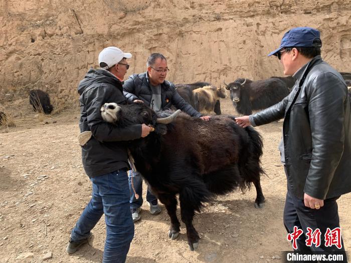 三江源頭“牛博士”:“投入性”養(yǎng)殖造福牧民回饋草地