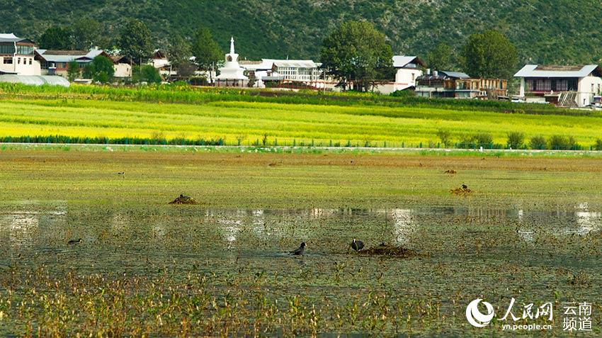 納帕海成為鳥類遷徙停留地。呂昊辰攝