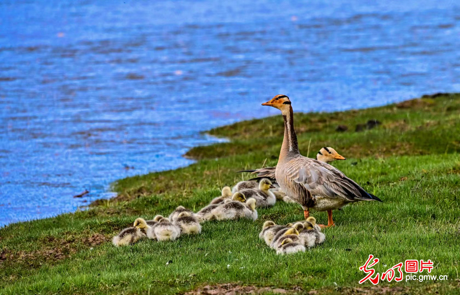 三江源國家公園正式設(shè)立,這是青海生態(tài)文明建設(shè)的新答卷