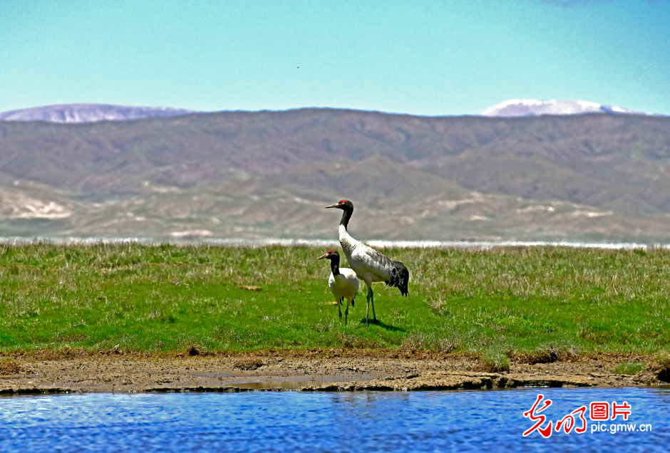 三江源國家公園正式設立，這是青海生態(tài)文明建設的新答卷