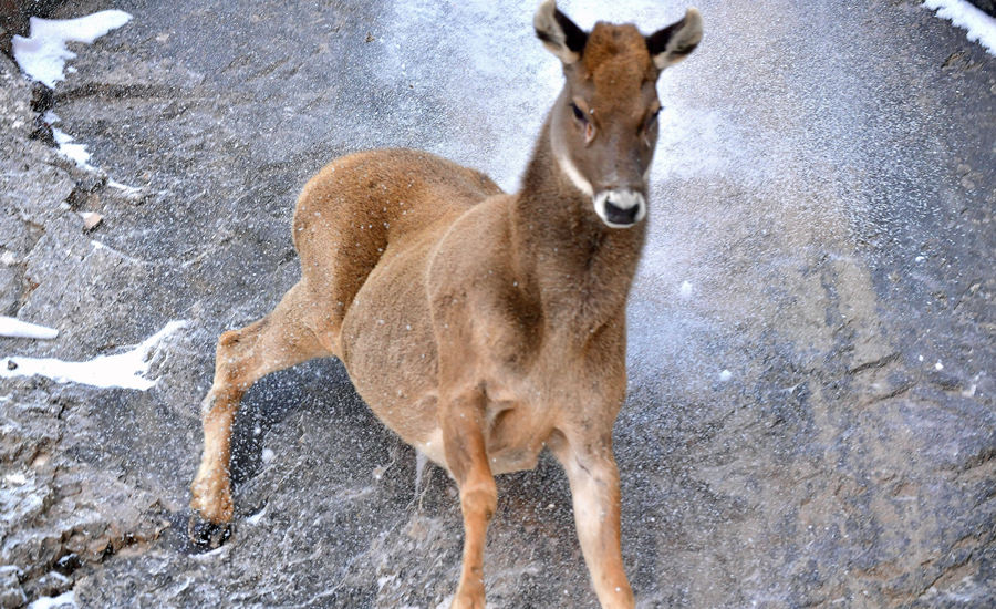 活躍在青海省海西州柏樹山的白唇鹿。巴圖那生攝