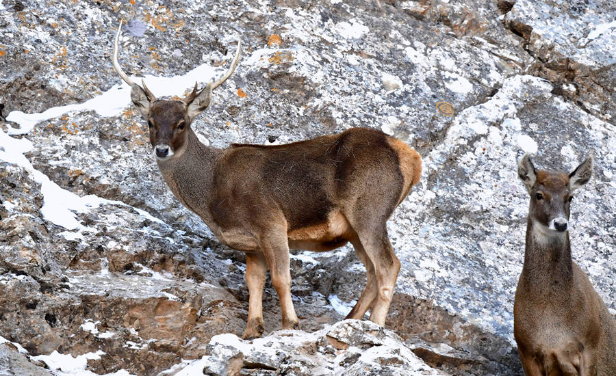 活躍在青海省海西州柏樹山的白唇鹿。巴圖那生攝