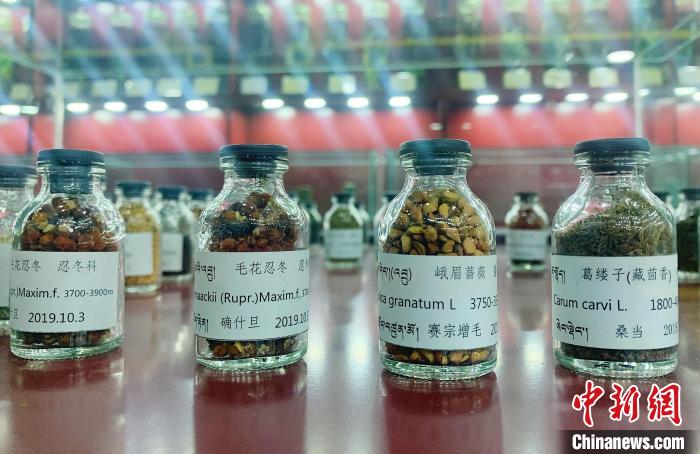 圖為海拔3500米以上珍貴草藥種子?！●R銘言 攝