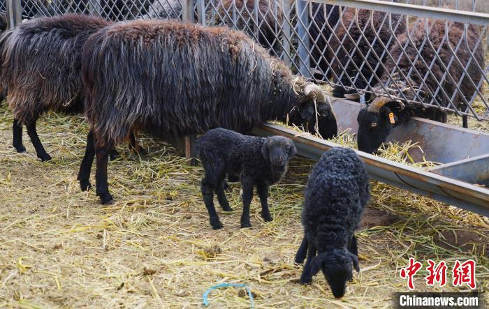 圖為黑藏羊及小羊羔正在吃草。　馬銘言 攝