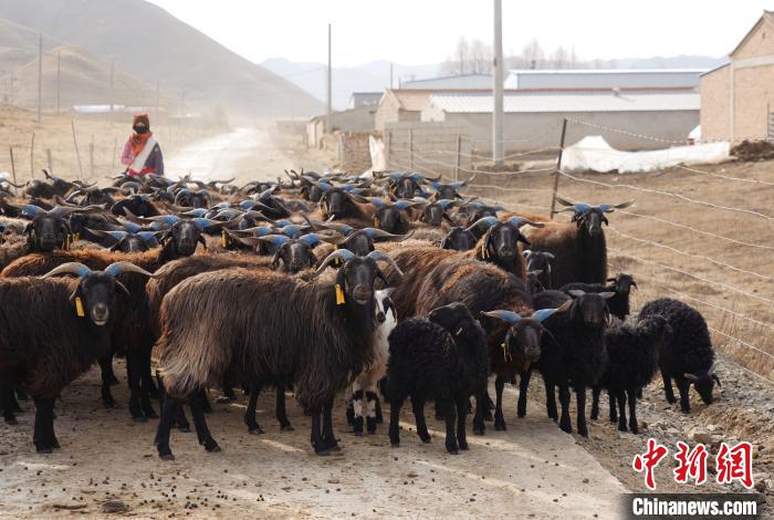 圖為牧民家的黑藏羊?！●R銘言 攝