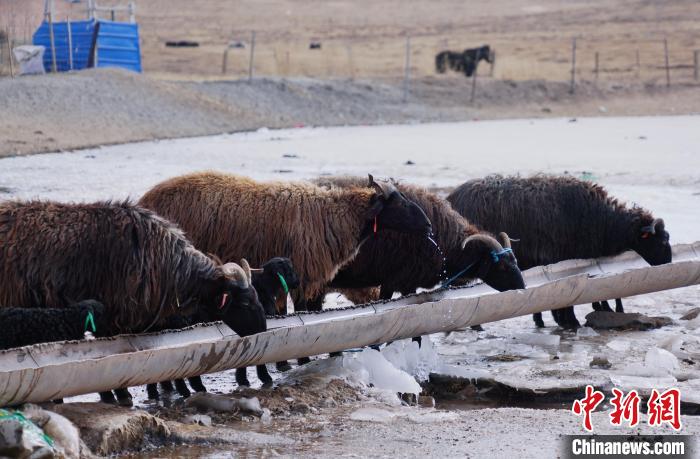 圖為黑藏羊正在喝水?！●R銘言 攝