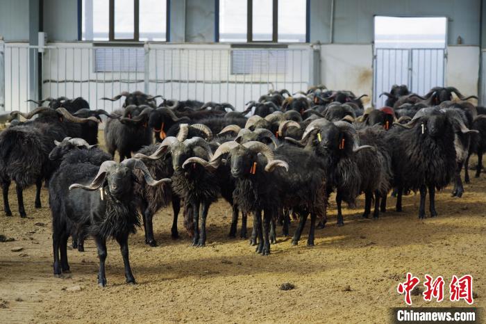 圖為黑藏羊?！●R銘言 攝