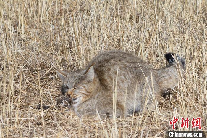 圖為拍攝到的荒漠貓?！≡S明遠 攝