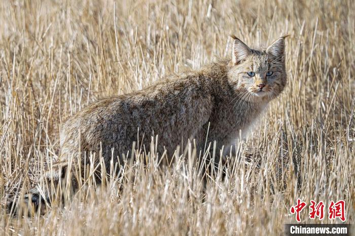 圖為拍攝到的荒漠貓?！≡S明遠 攝