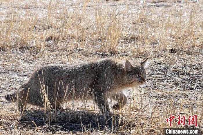 圖為拍攝到的荒漠貓?！O春生 攝