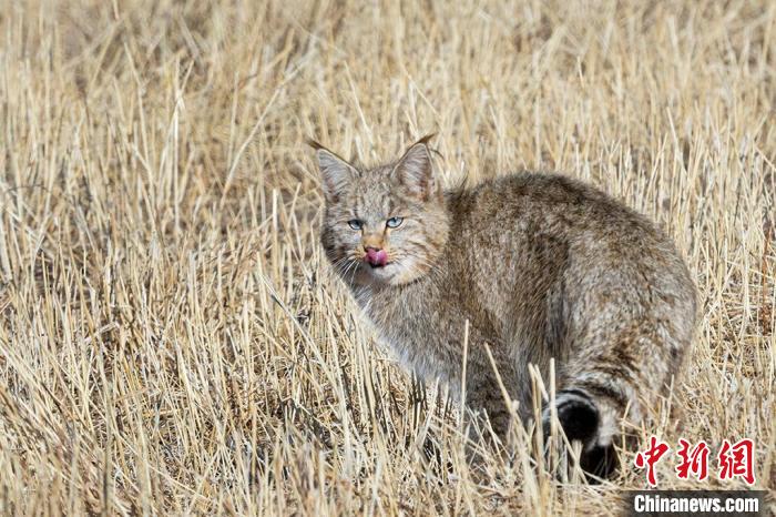 圖為拍攝到的荒漠貓。　孫春生 攝