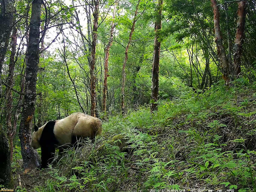 紅外相機拍攝到的野生大熊貓。平武縣融媒體中心供圖