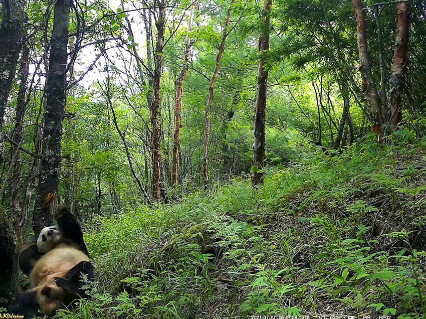 紅外相機拍攝到的野生大熊貓。平武縣融媒體中心供圖
