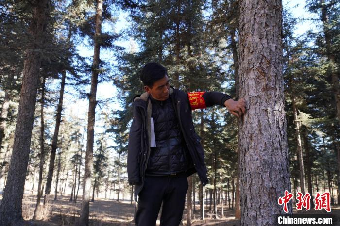 圖為桑杰加檢查林場(chǎng)樹(shù)木是否有病蟲(chóng)害。　馬銘言 攝