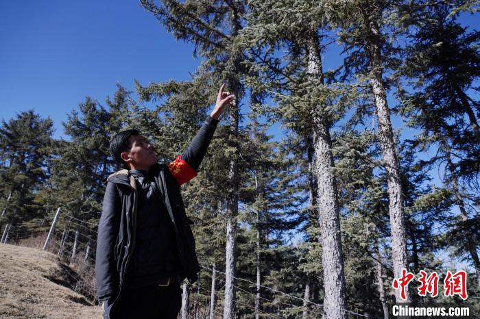 圖為桑杰加介紹林場(chǎng)樹(shù)木?！●R銘言 攝