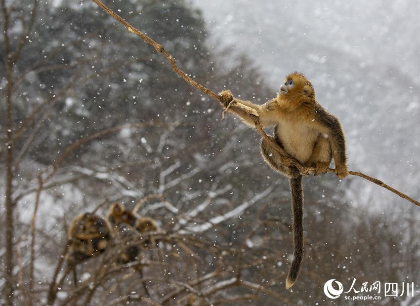 雪中嬉戲的川金絲猴。鐘歡攝