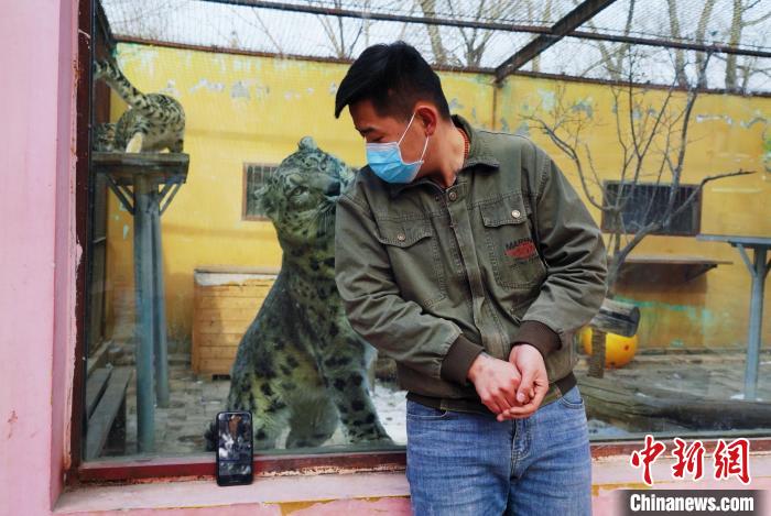 圖為雪豹“奶爸”史壽軍直播休息時與雪豹互動?！●R銘言 攝