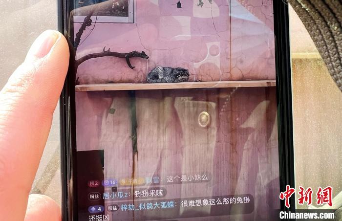 圖為雪豹“奶爸”史壽軍正在直播?！●R銘言 攝