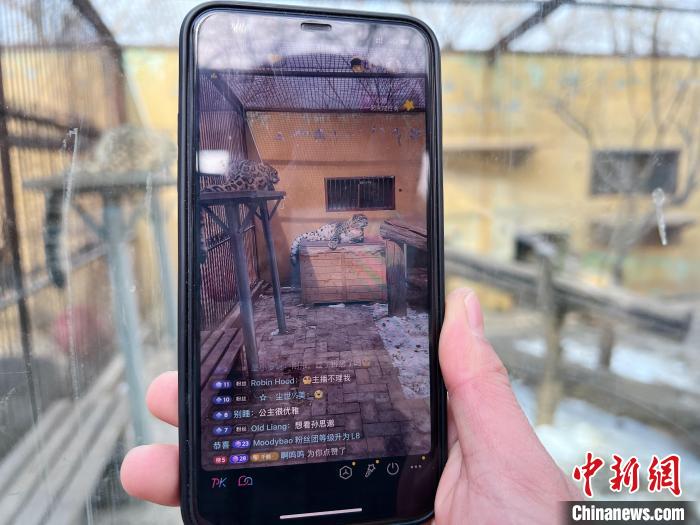 圖為雪豹“奶爸”史壽軍正在直播?！●R銘言 攝