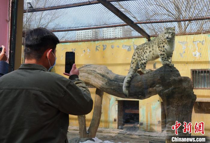 圖為雪豹“奶爸”史壽軍正在直播?！●R銘言 攝