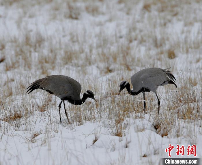 在若爾蓋濕地的蓑羽鶴?！∪魏吻?攝