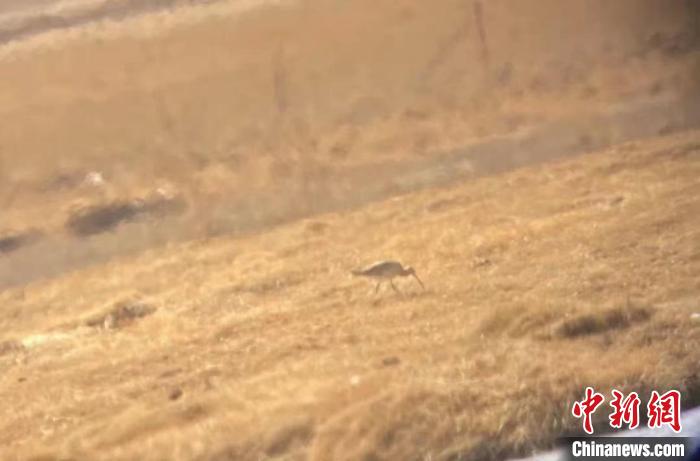 隆寶國家級自然保護(hù)區(qū)鳥類名錄增加到134種