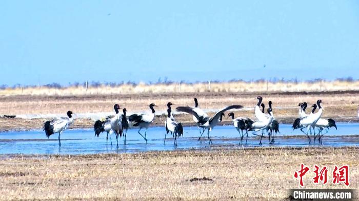 圖為成群的黑頸鶴“翩翩起舞”?！‘?dāng)智 攝