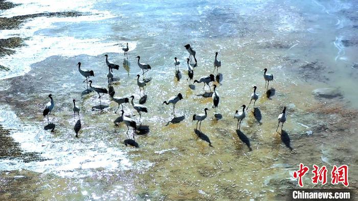 圖為黑頸鶴群駐足休憩?！￡惷髡?攝