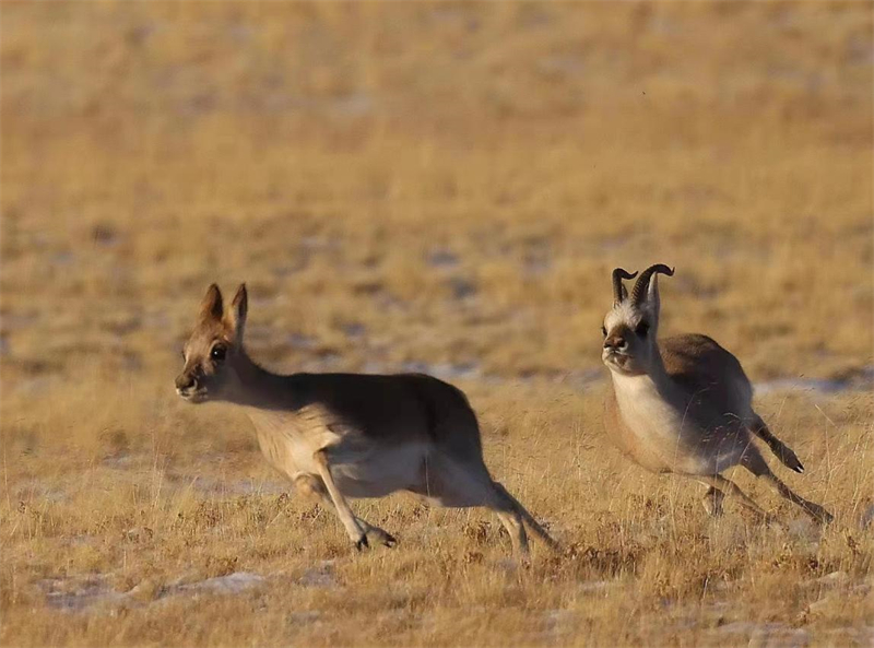 藏羚羊。圖片來源：農(nóng)牧民大自然攝影隊(duì)