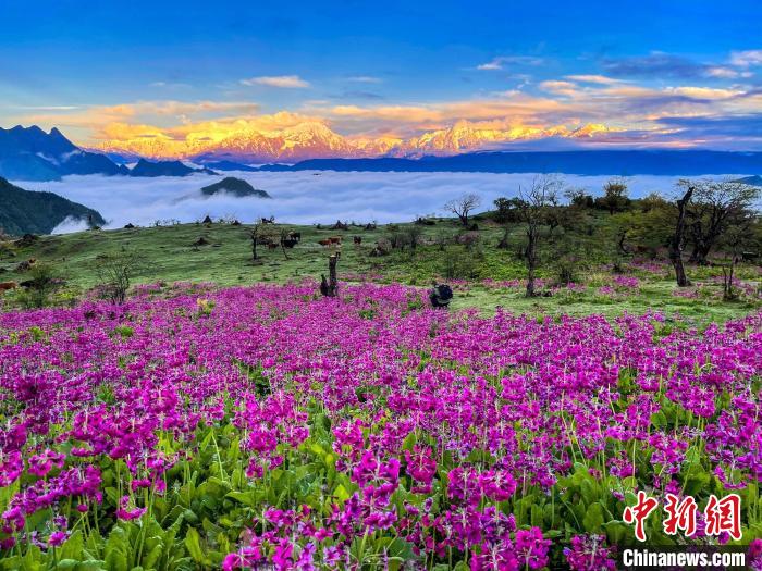 春天的牛背山花海?！∮稳仄?攝