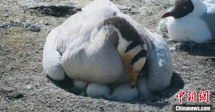 圖為斑頭雁孵蛋?！【G色江河 供圖