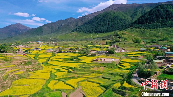 圖為加吾鄉(xiāng)的油菜花。　關(guān)卻才讓 攝