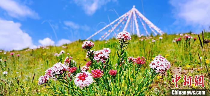 圖為草原一角?！?韓麗 　攝