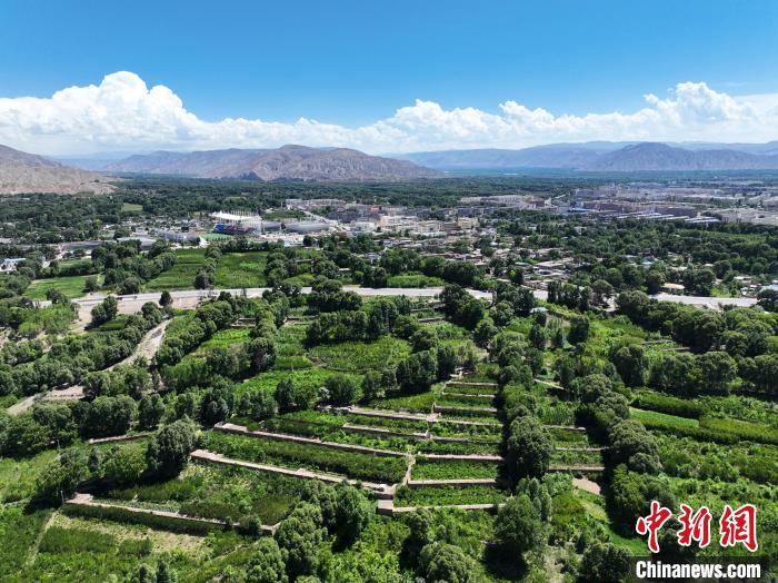 航拍貴德縣黃河岸畔綠意盎然?！●R銘言 攝