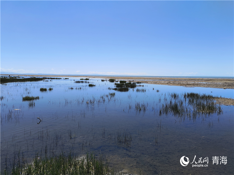   青海湖仙女灣。人民網(wǎng) 張莉萍攝