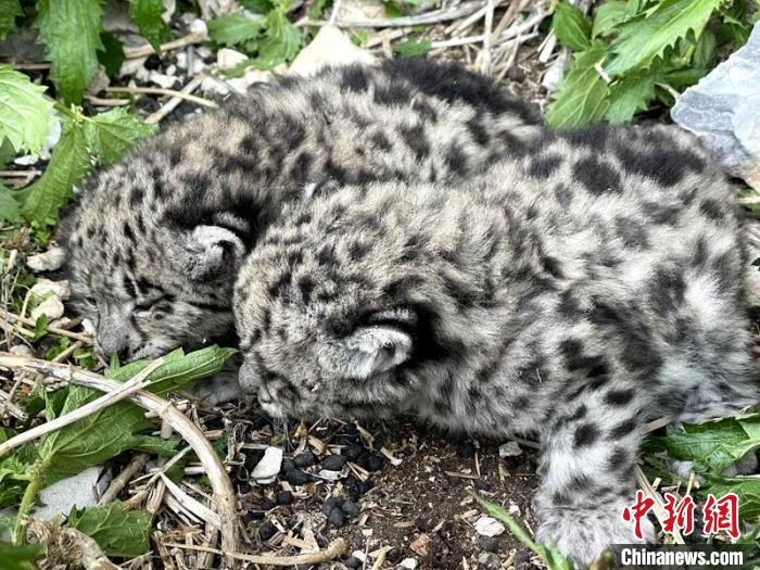 四川甘孜：護(hù)林員助力走失雪豹幼崽回到母豹身邊