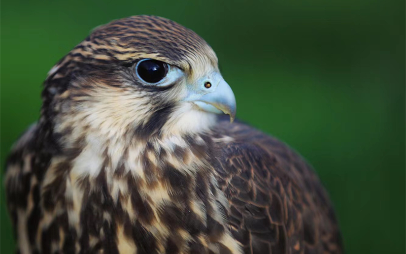獵隼。江文江措攝
